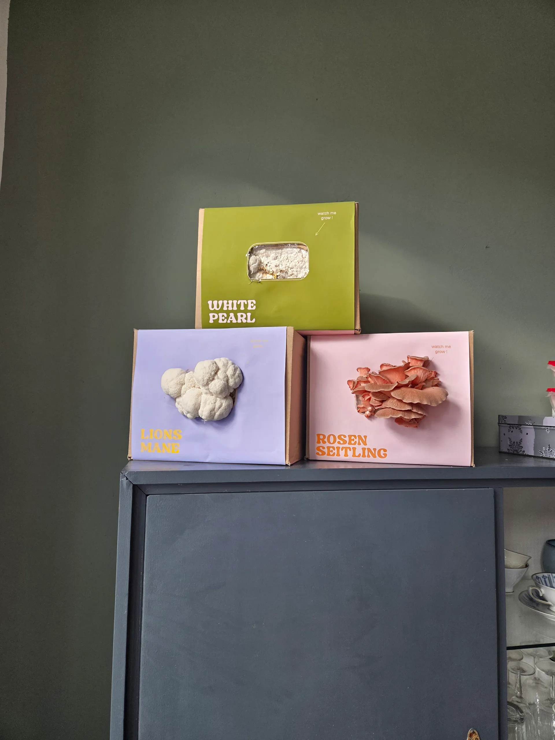 Frische Pilze aus dem Growkit