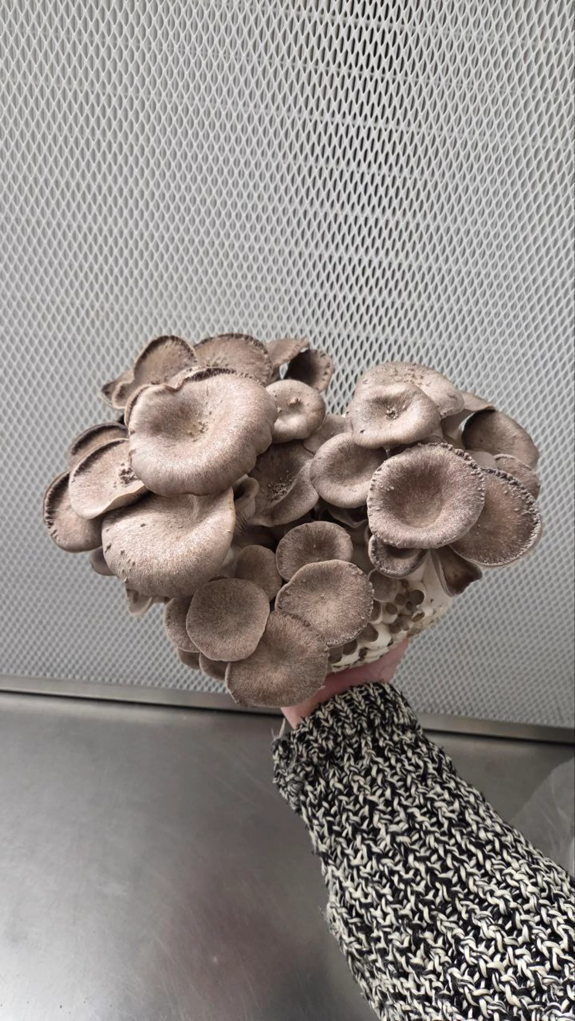 Black Pearl Edelpilze - Winterpilze aus der Leipziger Pilzzucht