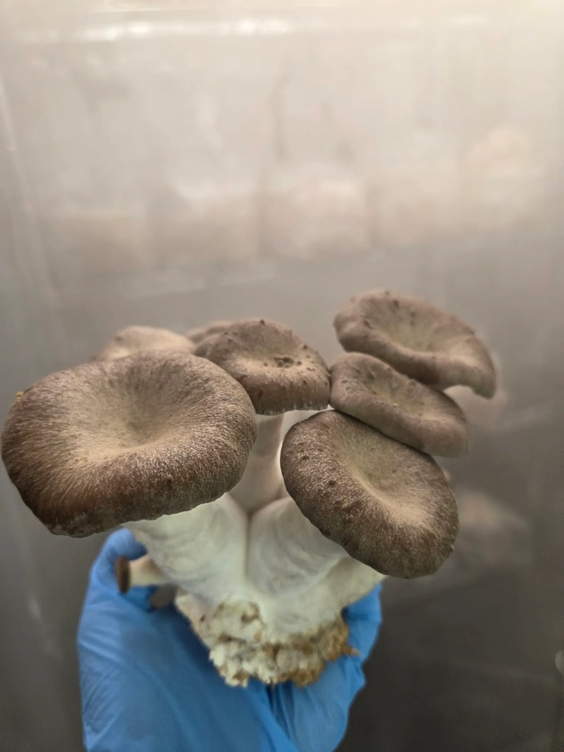 Black Pearl Edelpilze - Winterpilze aus der Leipziger Pilzzucht