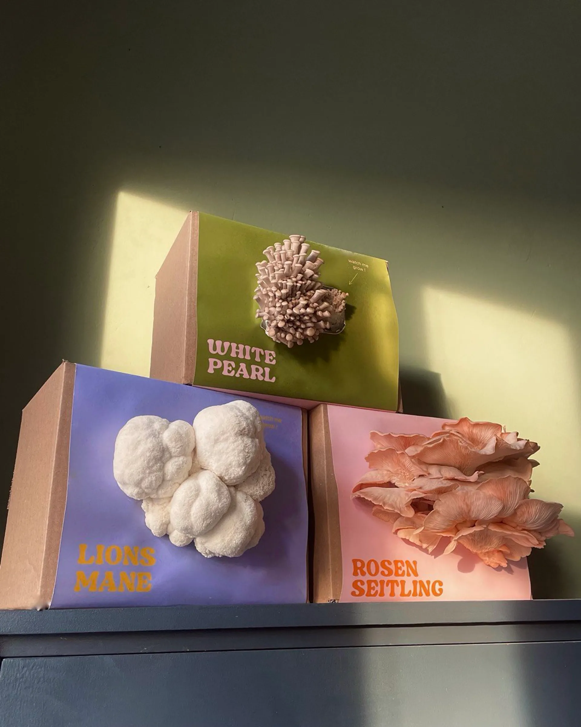 Frische Pilze aus dem Growkit