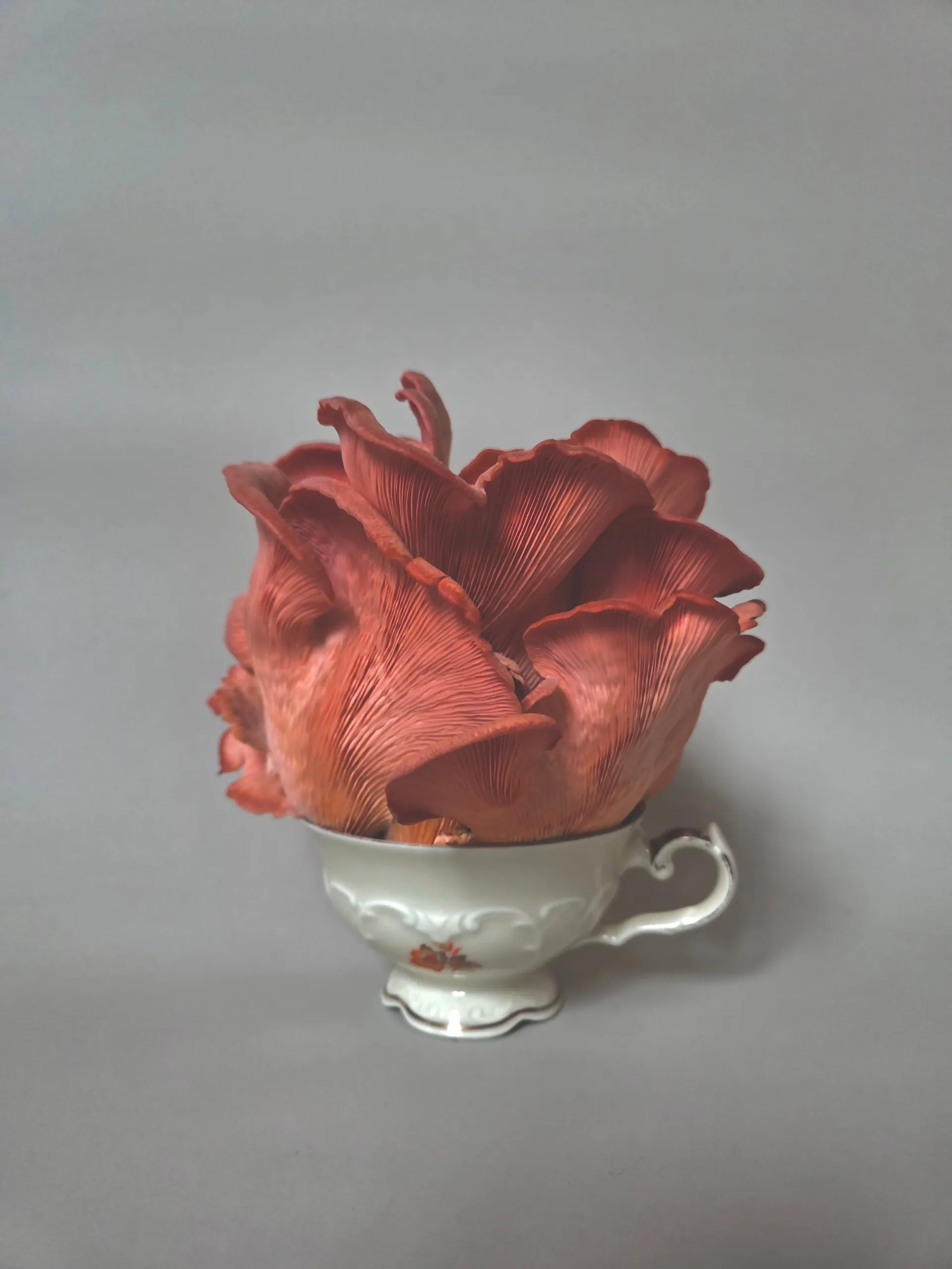 Rosafarbene Austernpilze in einer Tasse