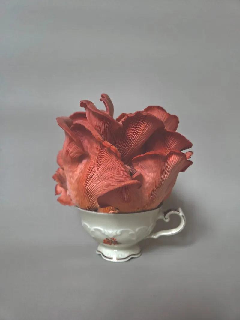 Rosa Austernpilze (Rosenseitlinge) aus dem Growkit