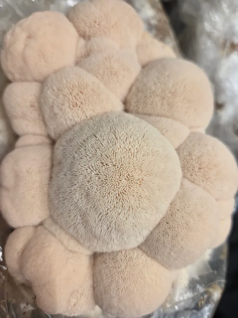 Frischer Lion's Mane Pilz von shroom-mates, Grundlage für den Extrakt