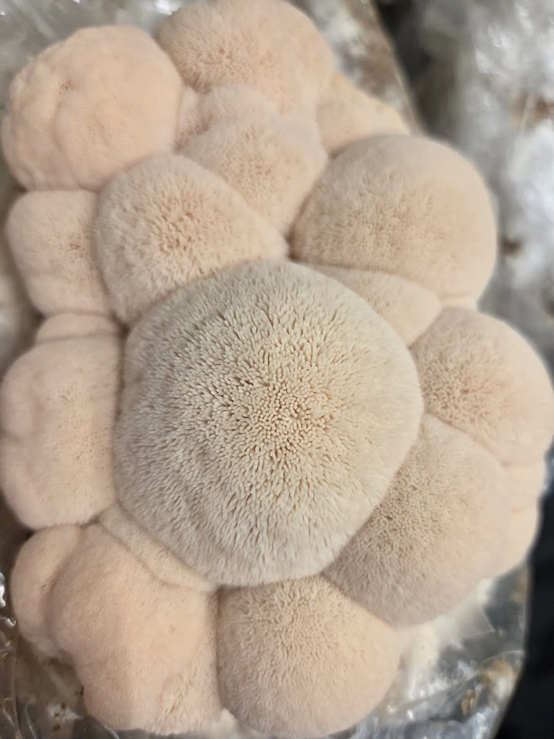 Lion's Mane Vitalpilz aus Leipzig - Igel-Stachelbart von shroom-mates