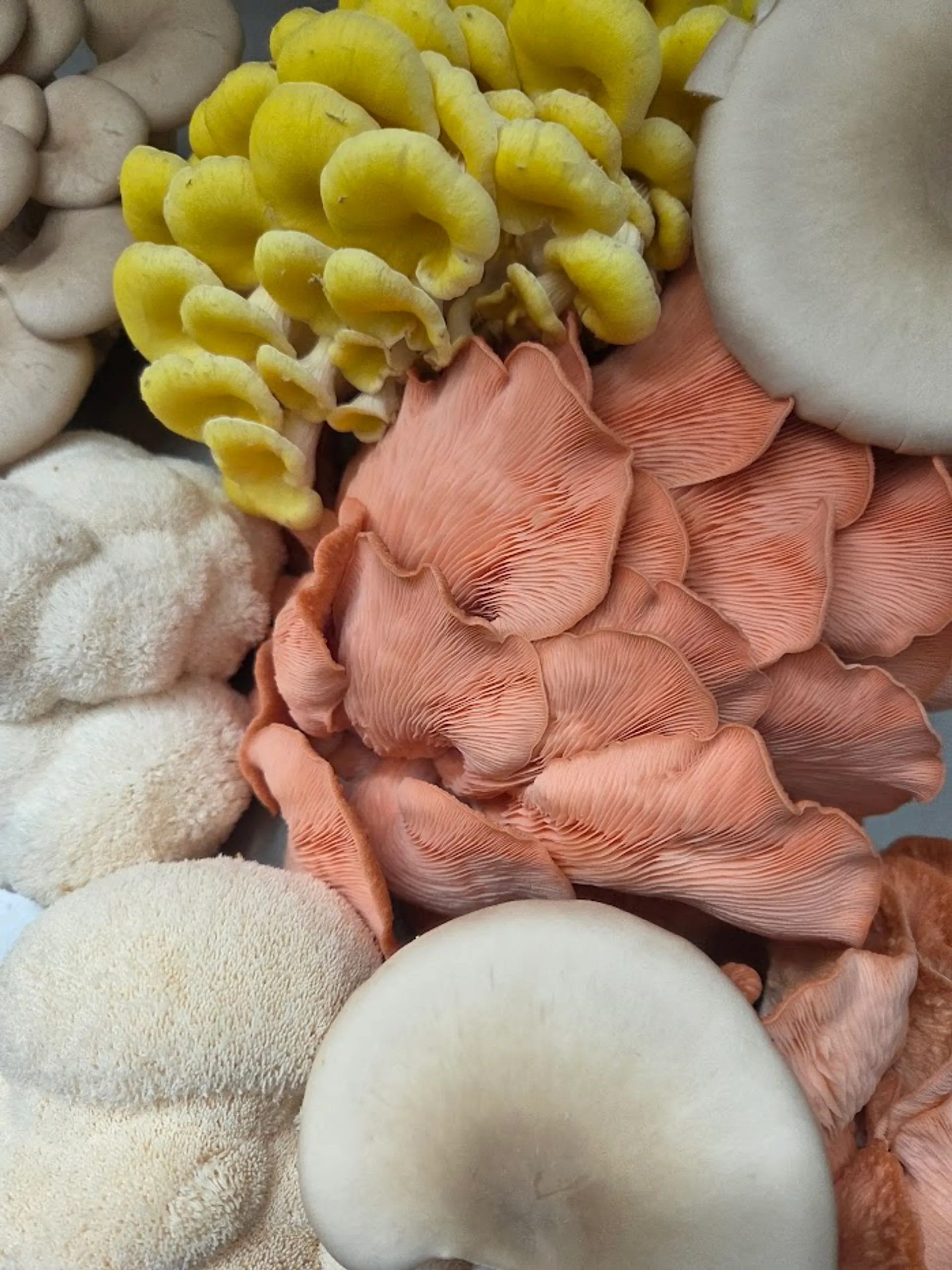 Frische Pilze der shroom-mates