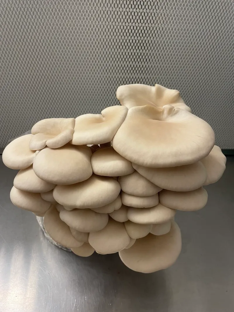 White Pearl Austernpilze aus dem Growkit