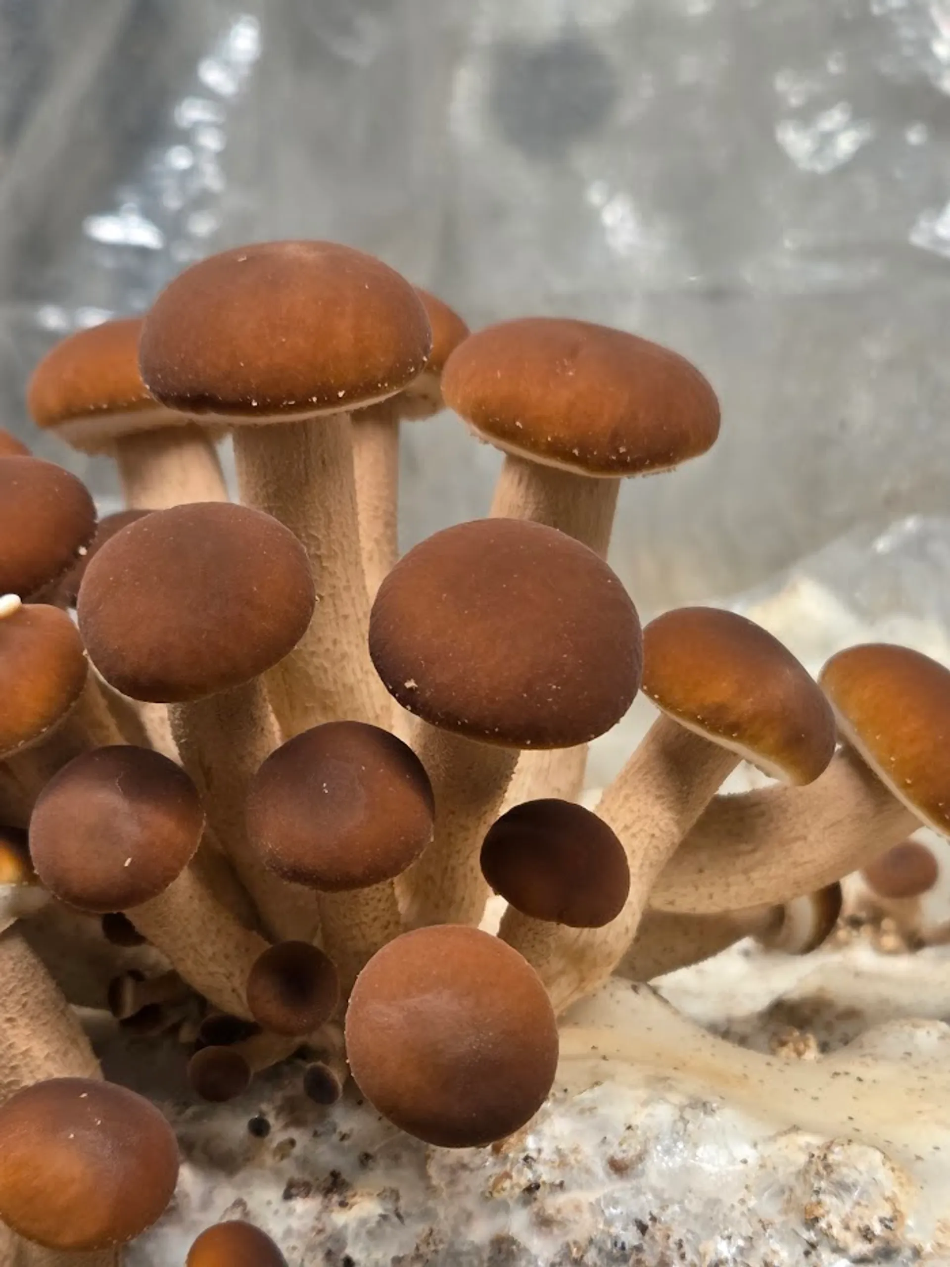 Frische Pioppino Gourmet-Pilze aus nachhaltiger Zucht in Leipzig