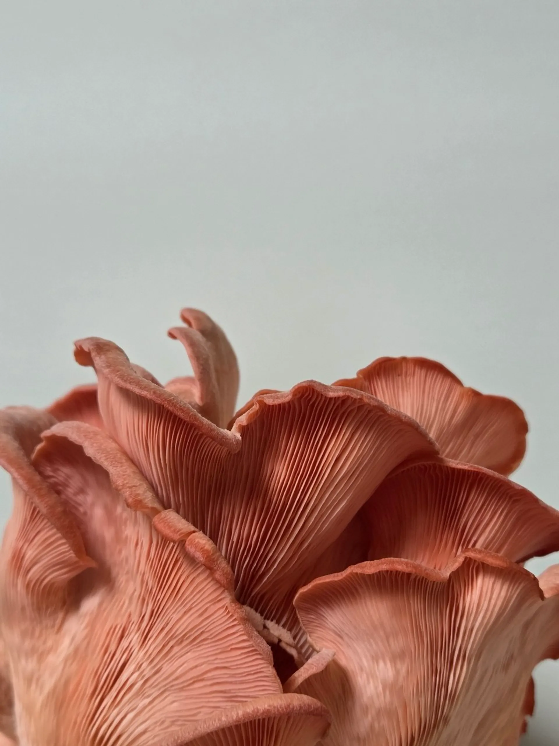 Frische Rosenseitlinge aus der shroom-mates Pilzzucht Leipzig